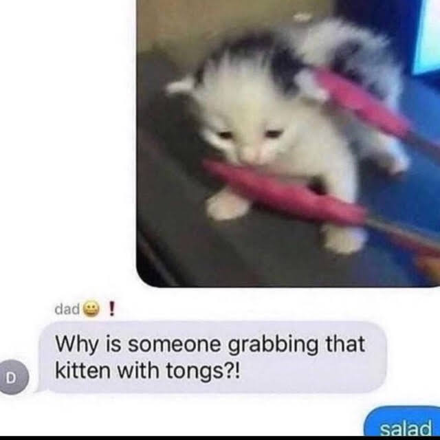 salad cat